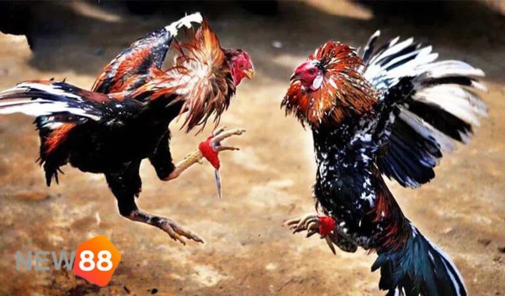 Giới thiệu về Đá gà New88